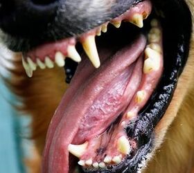 Talking About Tartar Buildup On Dog’s Teeth