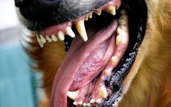 Talking About Tartar Buildup On Dog’s Teeth