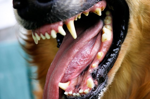 talking about tartar buildup on dogs teeth