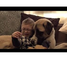 amazing documentary of the bond between disabled boy and three legged