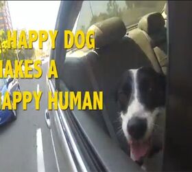Pharrell’s “Happy” Gets Even Happier When It’s About Dogs [Vid