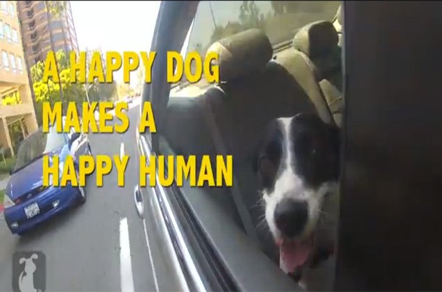 pharrells happy gets even happier when its about dogs vid