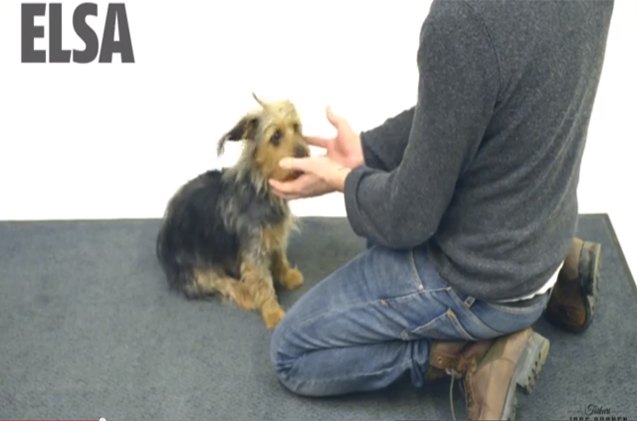 abraca dog bra dogs don 8217 t know what to make of vanishing magic treats video