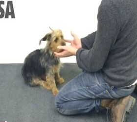 Abraca-dog-bra! Dogs Don’t Know What To Make Of Vanishing Magic Trea