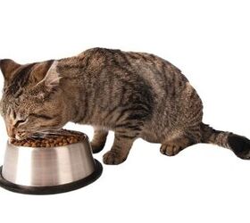 What’s Wrong With Feeding Your Cat Kibble? PetGuide