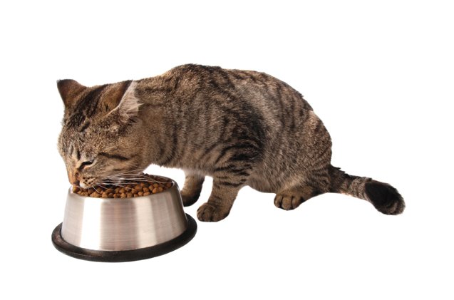 what 8217 s wrong with feeding your cat kibble