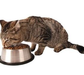 What’s Wrong With Feeding Your Cat Kibble?