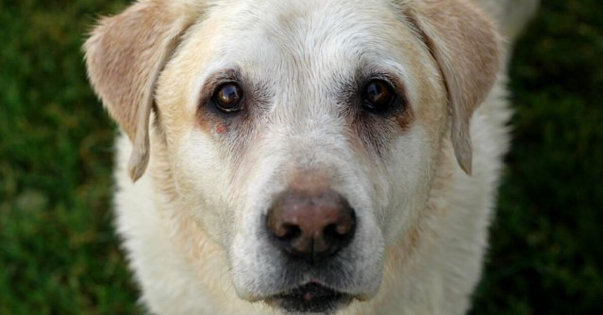 Expert Advice Supplements And Diet For Senior Dogs PetGuide expert-advice-supplements-and-diet-for-senior-dogs-petguide