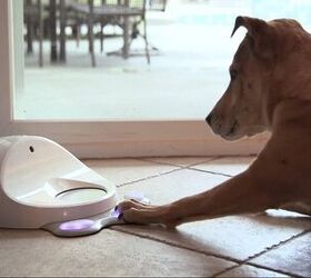 cleverpet game console is woof fi fun for your dog