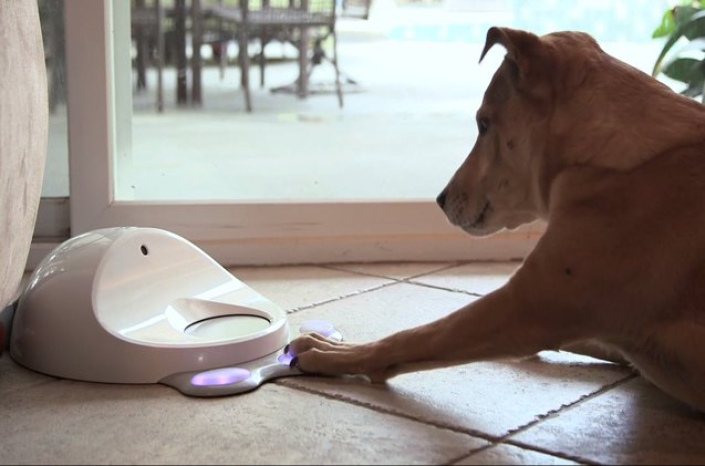 cleverpet game console is woof fi fun for your dog
