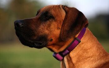 PetPace Wireless Smart Collar Tracks And Monitors Your Pet’s Health 