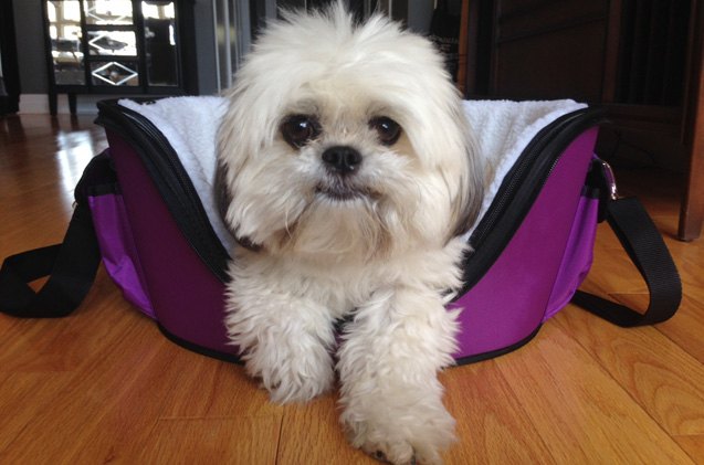 petmate 8217 s wetnoz lilac carrier is perfect for trendy dogs on the go