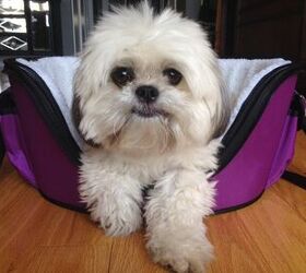 Petmate’s Wetnoz Lilac Carrier Is Perfect For Trendy Dogs On The Go