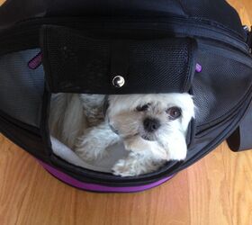 petmates wetnoz lilac carrier is perfect for trendy dogs on the go