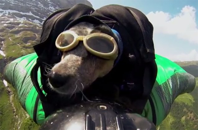 is world 8217 s first wingsuit base jump with a dog cruel or cool video