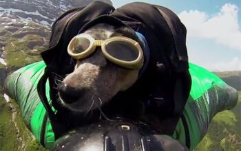 Is World’s First Wingsuit BASE Jump With A Dog Cruel Or Cool? [Video
