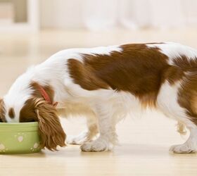 lets talk about rotation feeding for dogs