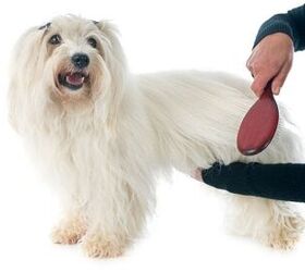Understanding Your Dog’s Special Grooming Needs PetGuide