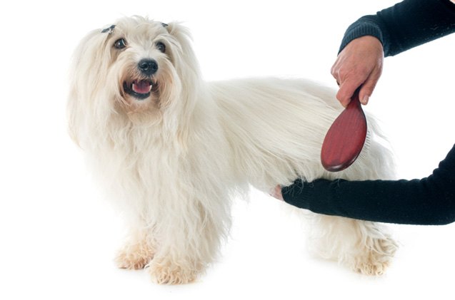understanding your dog 8217 s special grooming needs