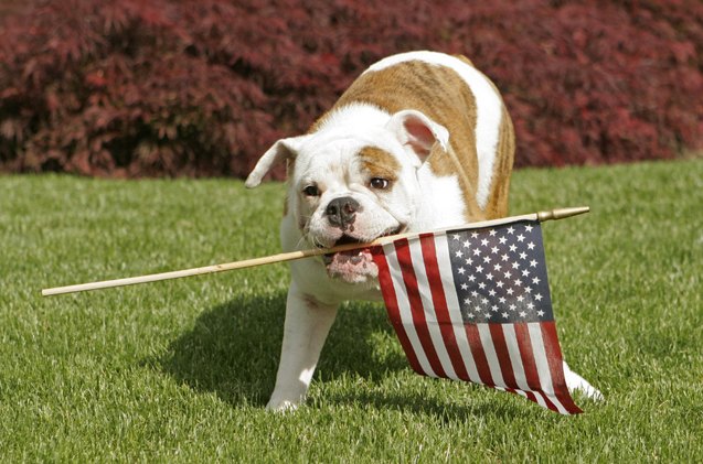 top 10 july 4th stars and stripes fur ever