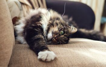 How to Control Your Cat’s Shedding