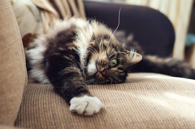 how to control your cats shedding