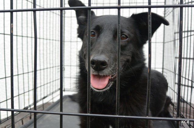 black dog syndrome belle 8217 s story common among shelter dogs