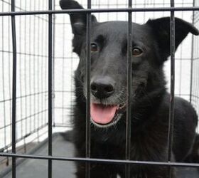 black dog syndrome belles story common among shelter dogs
