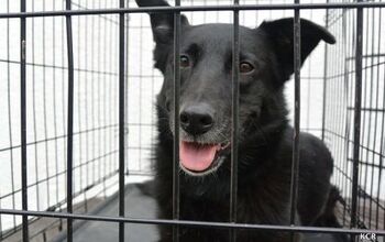Black Dog Syndrome: Belle’s Story Common Among Shelter Dogs