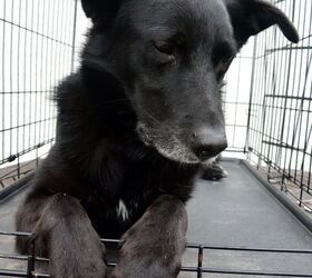 black dog syndrome belles story common among shelter dogs
