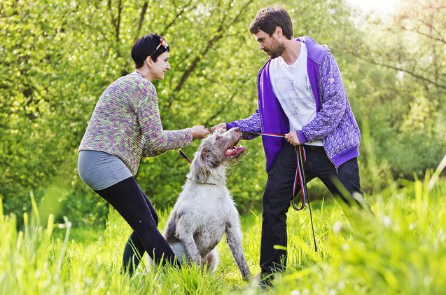 the p e t s plan 8211 four steps to divorcing with pets