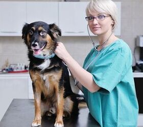 dog insurance dos and donts