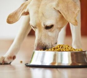Dry Vs. Wet Dog Foods: Which Is The Right Choice? Part 1