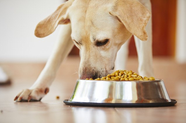 dry vs wet dog foods which is the right choice part 1