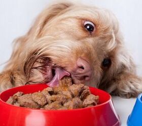 Dry Vs. Wet Dog Foods: Which Is The Right Choice? Part 2