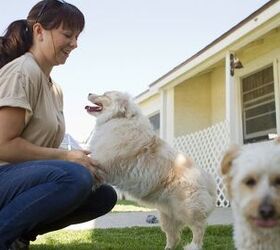 8 Tips For Boarding a Dog With Separation Anxiety