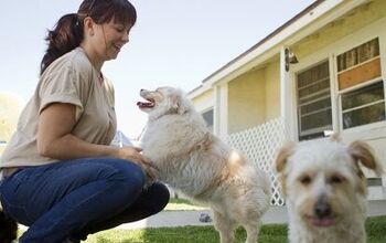 8 Tips For Boarding a Dog With Separation Anxiety