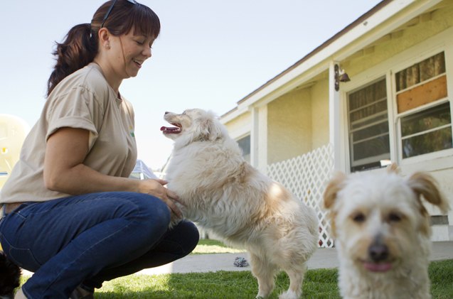 8 tips for boarding a dog with separation anxiety