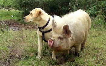 New “Pig Perfume” Spray Stops Barking Bad Dog Behavior