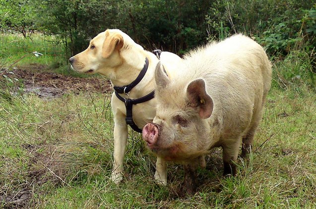 new pig perfume spray stops barking bad dog behavior