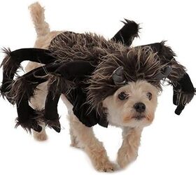 Prank cheap spider dog