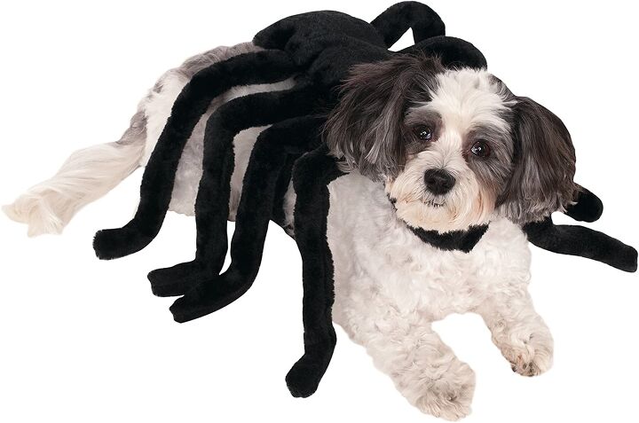Giant Mutant Spider Dog Terrifies Victims In Hilarious Prank Petguide - Diy Spider Costume For Small Dog