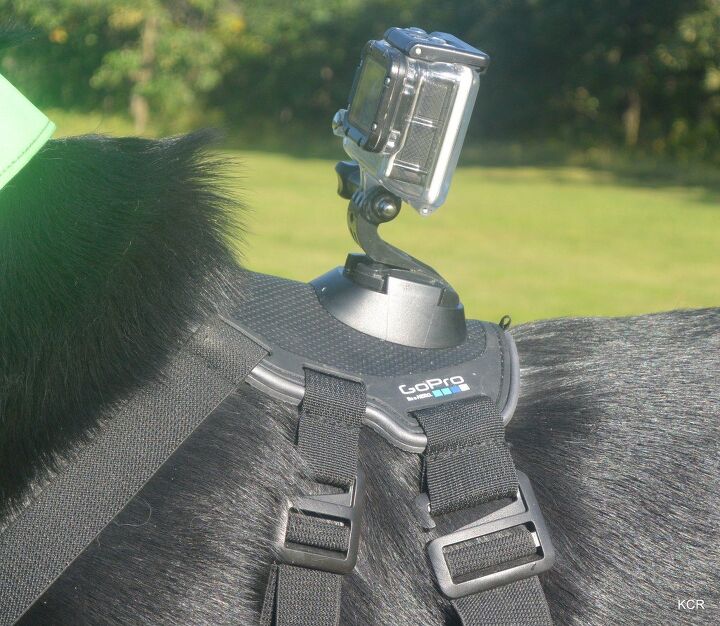product review gopro fetch dog harness video