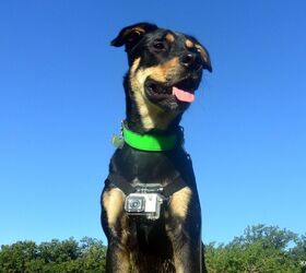 product review gopro fetch dog harness video