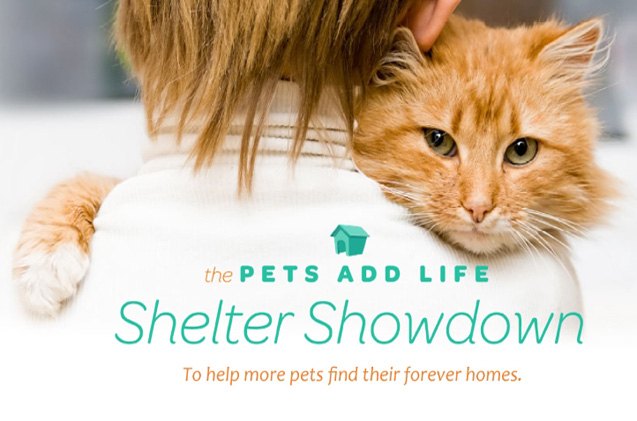 vote for your shelter during pal 8217 s shelter showdown