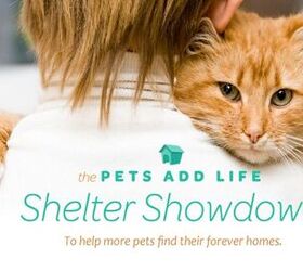 vote for your shelter during pals shelter showdown