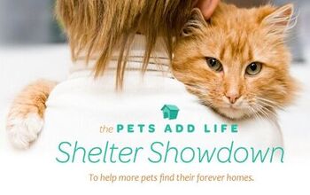 Vote For Your Shelter During PAL’s Shelter Showdown