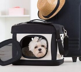 top 7 luxe pet friendly hotels where posh pooches can get away from it
