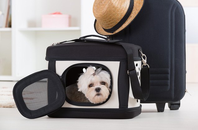 top 7 luxe pet friendly hotels where posh pooches can get away from it