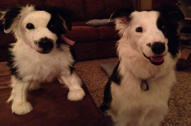 double take alert cuddle clones are an exact replica of your pet